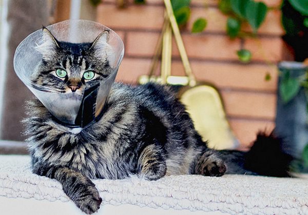 Послеоперационный воротник на кошке