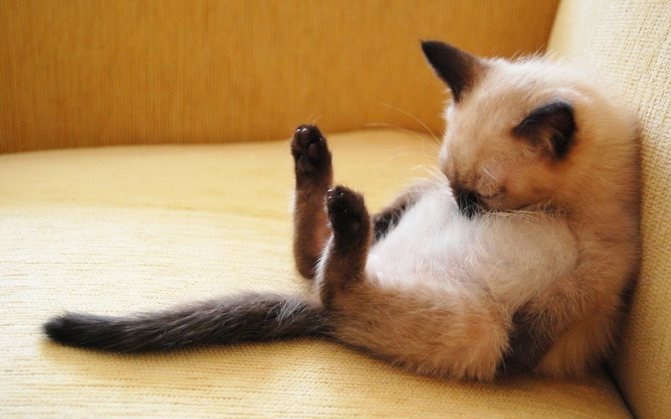 Поведение кота после операции может существенно отличаться от привычного