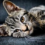 Повышены лейкоциты у кота