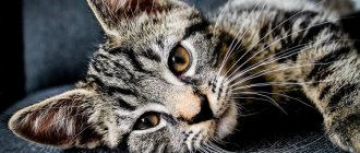 Повышены лейкоциты у кота