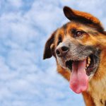 появилось учащенное дыхание у собаки