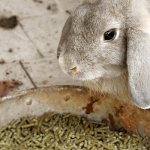 Преимущества использования комбикорма при разведении кроликов. Расчет суточной потребности комбинированных кормов