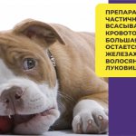 Препарат Барс Форте для собак и щенков: правила использования и аналоги
