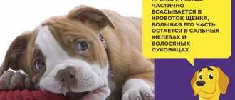 Препарат Барс Форте для собак и щенков: правила использования и аналоги