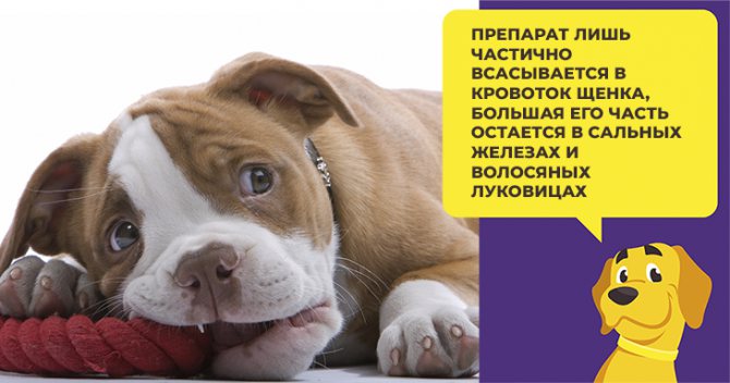 Препарат Барс Форте для собак и щенков: правила использования и аналоги