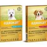 Препарат для собак от насекомых Адвокат