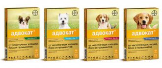Препарат для собак от насекомых Адвокат