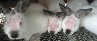 Причин для облысения кролика может быть несколько