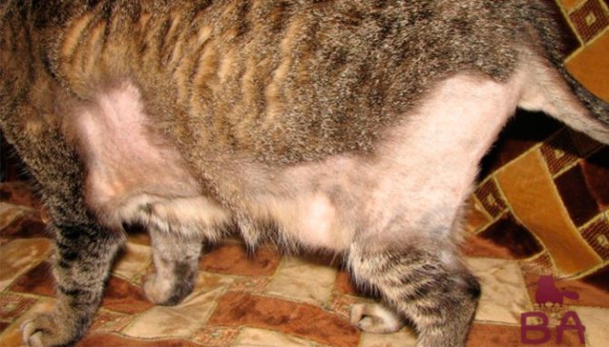 Причины и лечение облысения у кошек