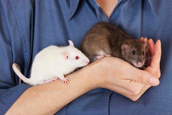 Приручение к рукам молодых питомцев