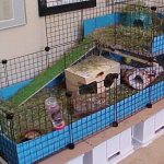 Приспособления для морской свинки