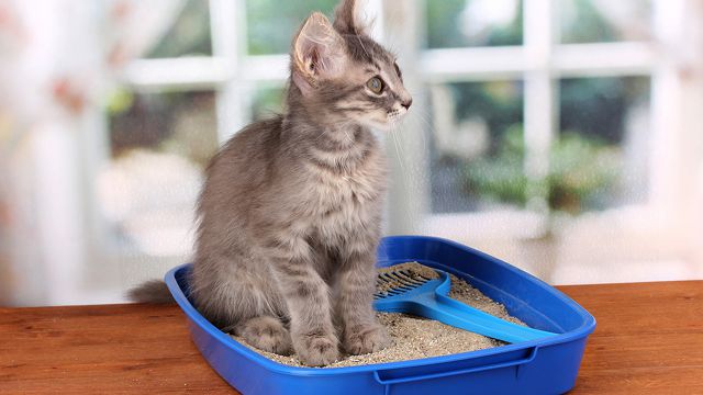 Приучение котенка к лотку