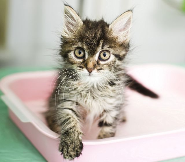 Приучение котенка к лотку