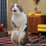 приучить кота к лотку