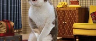 приучить кота к лотку