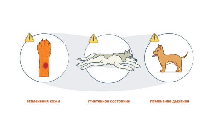 Признаки обморожения у собак и кошек, когда нужна экстренная ветеринарная помощь