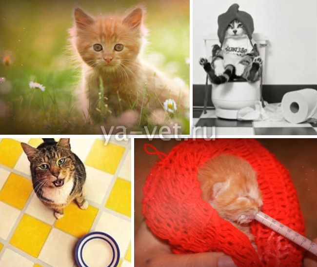 признаки панлейкопении у котят