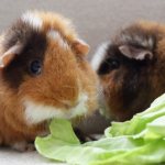 Продукты для морских свинок