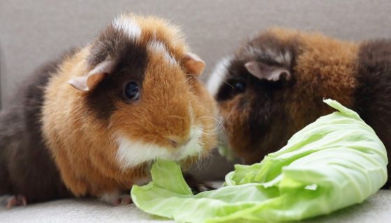 Продукты для морских свинок