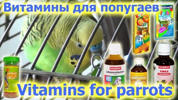 Профилактика для повышения иммунитета птицы