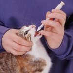 Проще всего коту давать таблетку с помощью специального шприца