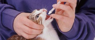Проще всего коту давать таблетку с помощью специального шприца