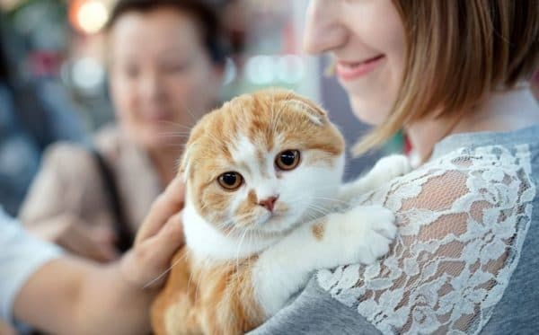 Психология котов