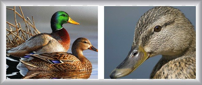птица с зелеными глазами
