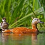 Птицы-Татарстана-Описание-названия-виды-и-фото-птиц-Татарстана-13