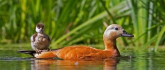Птицы-Татарстана-Описание-названия-виды-и-фото-птиц-Татарстана-13