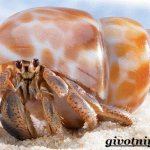 Рак-отшельник-Образ-жизни-и-среда-обитания-рака-отшельника-2