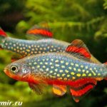 Расбора-рыбка-Описание-особенности-уход-и-совместимость-расборы-1