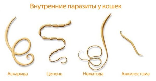 Распространенные глисты у кошек