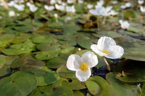 Растения Водокрас