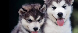 Размеры хаски вес и рост