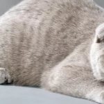 Разновидность шотландских кошек