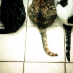Разные кошки и хвосты