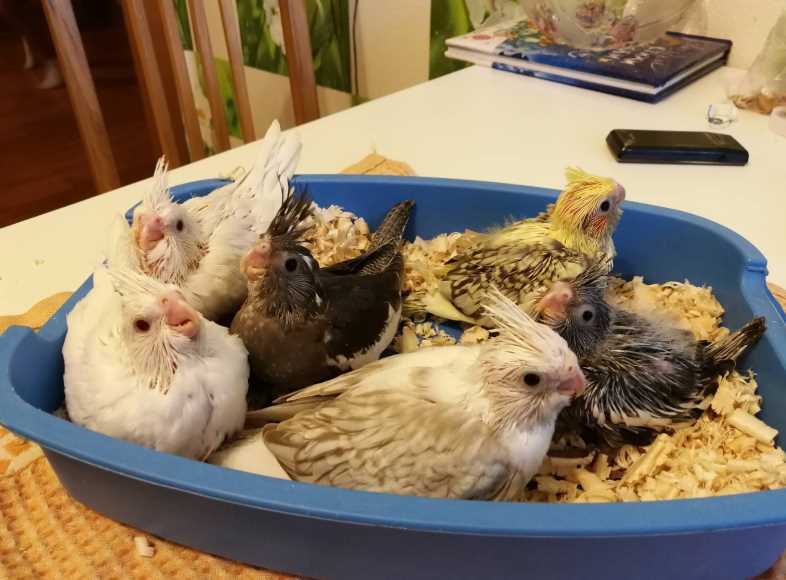 разведение корелл в домашних условиях