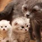 разведение кошек как бизнес
