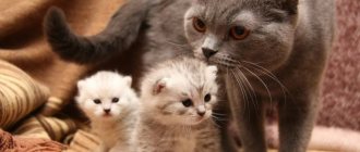 разведение кошек как бизнес