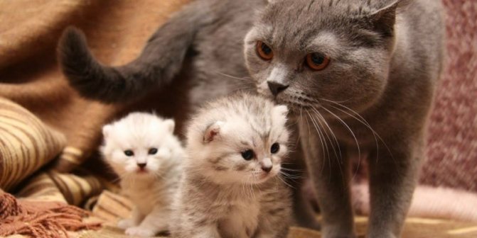 разведение кошек как бизнес