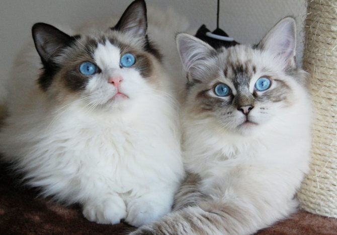 рэгдолл кошка