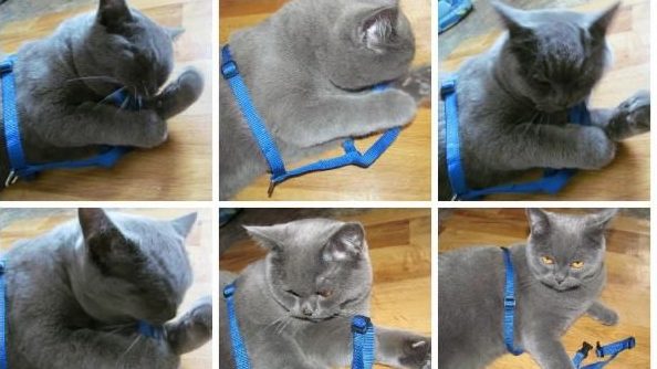 Ремень для кошек
