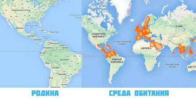 Родина и среда обитания красноухой черепахи