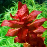 Rotala macrandra крупным планом