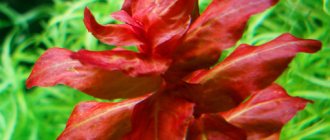 Rotala macrandra крупным планом