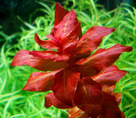 Rotala macrandra крупным планом