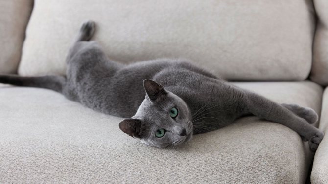 русская голубая кошка