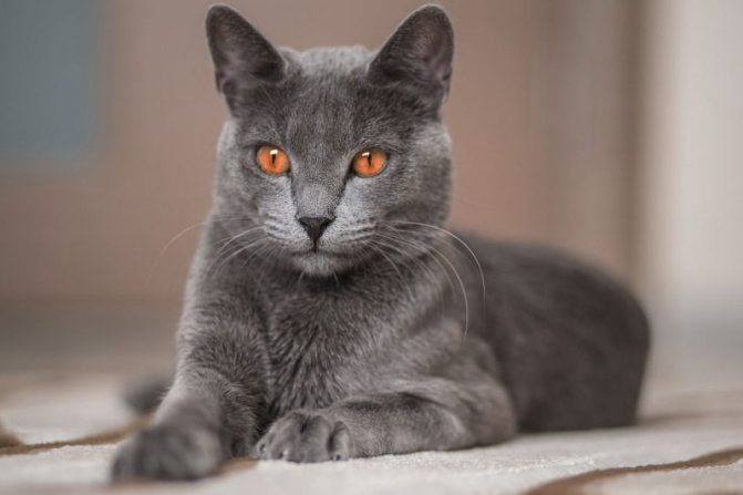 Русская голубая кошка