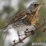 Рябинник-птица-Образ-жизни-и-среда-обитания-птицы-рябинник-2